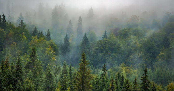 Counselling / Mental Health